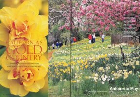 Daffodil Hill, article